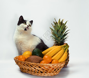 黑白的胖猫在一篮热带水果上举起一只爪子动物菠萝篮子进口黑与白财富香蕉眼睛椰子柳条背景图片