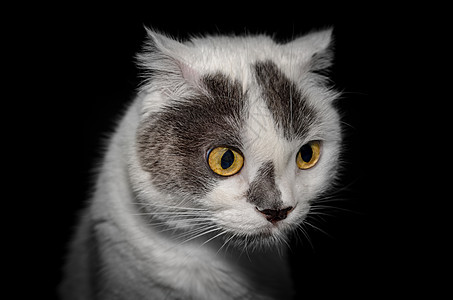 黑白黑猫 黑色背景的黄色眼睛紧紧闭样子宠物黑与白惊喜毛皮白色黄眼睛眼神大眼睛图片