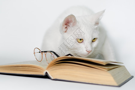 白猫带着眼镜 还有一本关于干净背景的书白色教育知识黄色阅读页数宠物图书馆毛皮公主图片