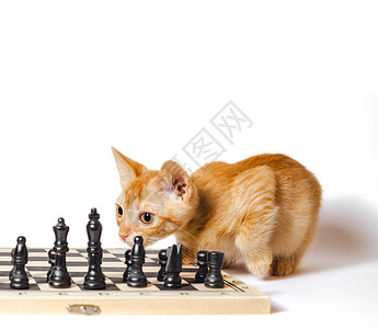 可爱的小红小猫和象棋 在白色背景中孤立游戏棋盘宠物玩家红色毛皮黑色眼睛棋子图片