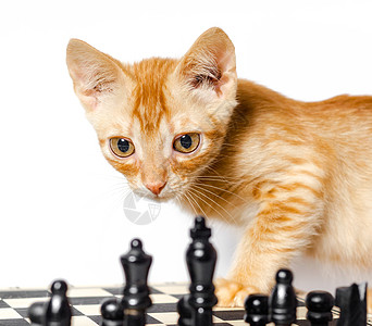 可爱的小红小猫和象棋 在白色背景中孤立棋盘宠物黑色游戏玩家红色眼睛毛皮棋子图片