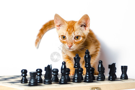 可爱的小红小猫和象棋 在白色背景中孤立宠物棋盘棋子毛皮黑色红色游戏玩家眼睛图片