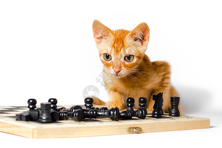 可爱的小红小猫和象棋 在白色背景中孤立玩家红色黑色游戏棋盘棋子宠物毛皮眼睛图片