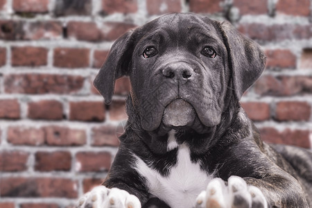 砖墙壁背景上的黑小狗 关上主题石头肖像动物宠物黑色甘蔗一只狗纯种狗毛皮图片