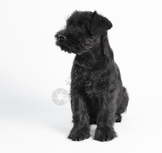 小黑小黑小狗 种着白色背景的迷你Schnauzer 特写隔离马夫工作室纯种狗眼睛黑色猫科动物一只狗矮人动物纯种图片