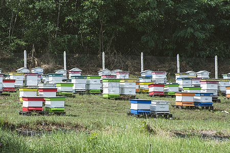 蜜蜂农场的蜂窝蓝色蜂蜜房子团体农业绿色盒子生态动物养蜂业图片