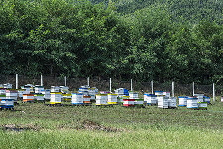蜜蜂农场的蜂窝农业蜂蜜黄色蜂箱昆虫房子蜂房养蜂业团体盒子图片
