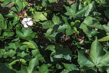 种植棉花纤维生长种植园收获乡村农场收成植物农业柔软度图片