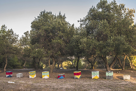 色彩多彩的蜜蜂蜂巢养蜂业昆虫蜂箱盒子花园麻疹农场国家绿色图片