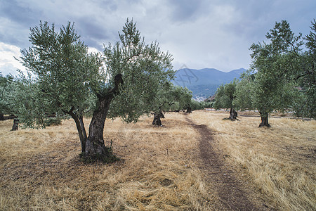 种植园的橄榄树食物收成蔬菜树木栽培土地天空国家文化农业图片