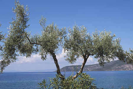 海滩上的橄榄树树木旅行农业海景旅游场地假期海洋树林阳光图片