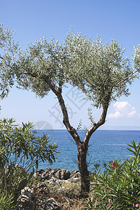 海滩上的橄榄树树林植物旅游太阳农业蓝色海岸海景海岸线假期图片