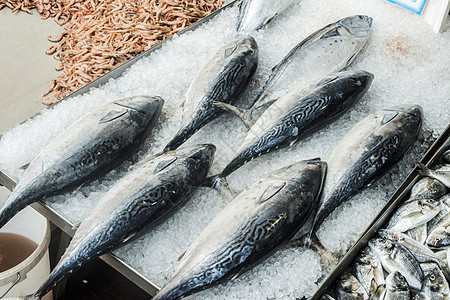 市场上的冰上鱼曲调销售店铺食物海洋海鲜烹饪动物钓鱼鲣鱼图片