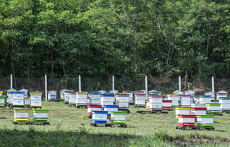 蜜蜂农场的蜂窝绿色蜂蜜生态蜂箱草地蜂巢养蜂人蓝色农业黄色图片