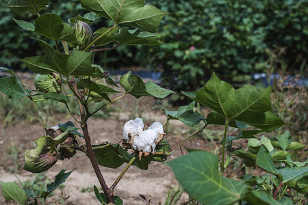 种植棉花柔软度农业种植园乡村材料生长纤维场地植物收获图片