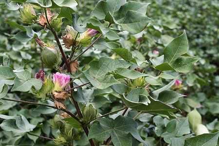 开花棉农业植物种植园叶子帮助农田木槿玫瑰场地收成图片