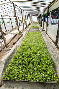 生菜种植苗食物栽培场地水培生长植被农场温室收成绿色图片