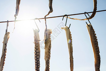 绳索上的八爪鱼乌贼餐厅团体触手旅行海洋动物身体假期烘干图片
