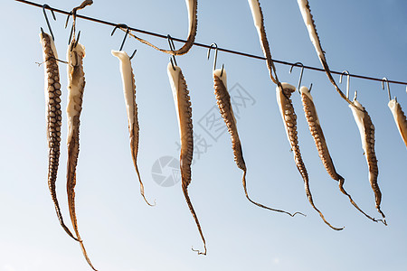 绳索上的八爪鱼蓝色触手太阳乌贼假期团体章鱼餐厅食物空气图片