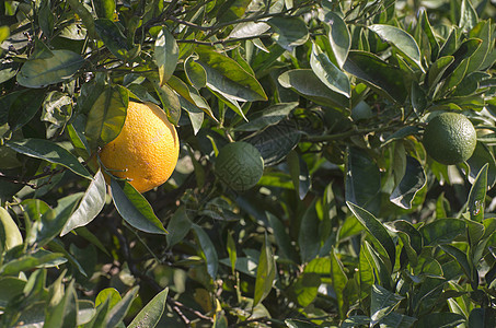 树枝上的橙子叶子生长树木晴天果园种植园果汁热带农业食物图片
