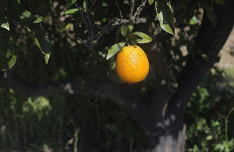 树枝上的橙子叶子植物热带水果农场收成农业树木橘子种植园图片