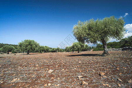 种植园的橄榄树花园农村食物树林文化国家木头天空栽培季节图片