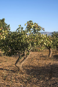 Pistachio 树国家农场收成水果农业森林场地种植园树叶栽培图片