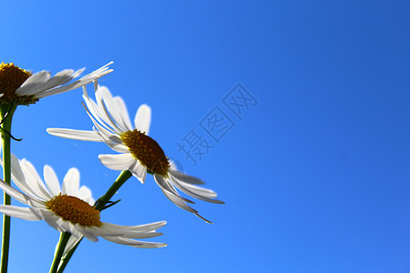 蓝天和小狗菊花天空鲜花背景蓝色酷暑明信片白花雏菊边框天气图片