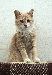 白墙上的橙猫毛皮虎斑棕色宠物哺乳动物猫科红色橙子头发猫咪图片