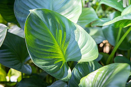 在花园的阳光下特写绿叶 自然黑色季节生态墙纸植物背景生长叶子环境美丽绿色图片