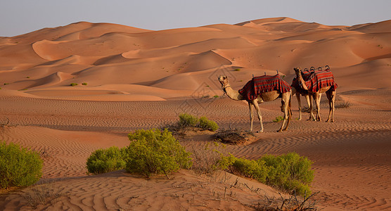 沙漠中的骆驼驼峰单峰干旱荒野观光沙丘红色动物冒险骆驼夫图片