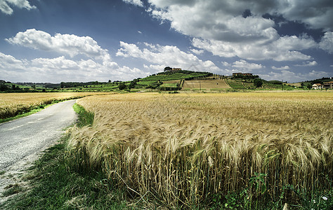 托斯卡纳的谷物作物和农场稻草天空小麦生长全景粮食草地农田金子国家图片