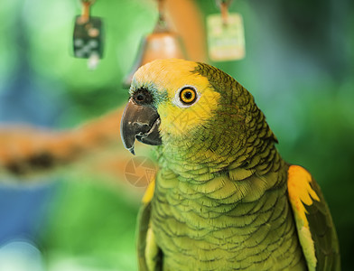 绿色鹦鹉热带宠物鸟类白色黄色红色情调野生动物异国翅膀图片