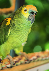 巴西鹦鹉绿色鹦鹉红色情调黄色金刚鹦鹉宠物荒野翅膀羽毛鸟类白色背景