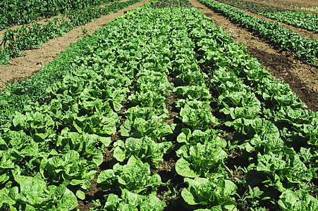 含生菜的植物生产栽培蔬菜场地农场农村食物生长培育农田图片