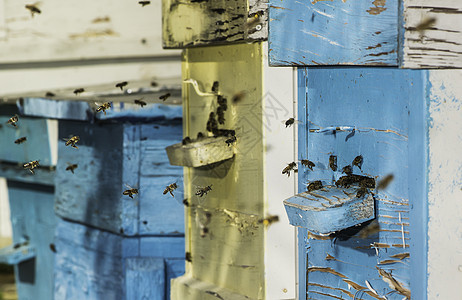 蜂群的蜂群飞向蜂巢阳光绿色殖民地养蜂业农场生态盒子乡村蜂房花园图片