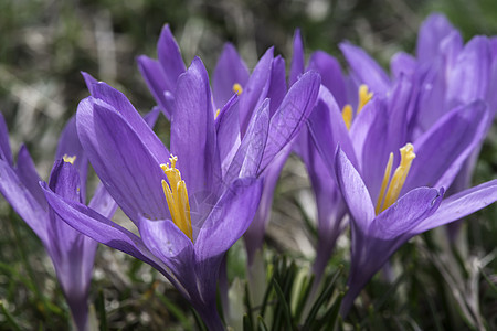 蓝coclucus紫色花瓣宏观植物阳光公园地面花园季节蓝色图片