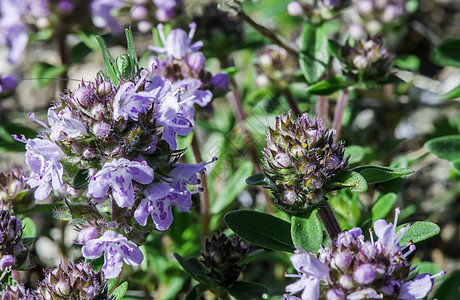 大自然中的花香食物螺旋草本植物环境香料植物花朵草地紫色植物学图片