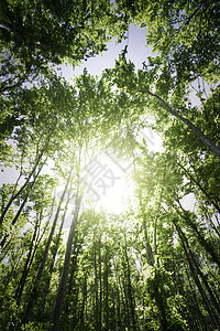 树木之间的阳光照亮风景射线公园太阳叶子绿色季节小路树干环境图片