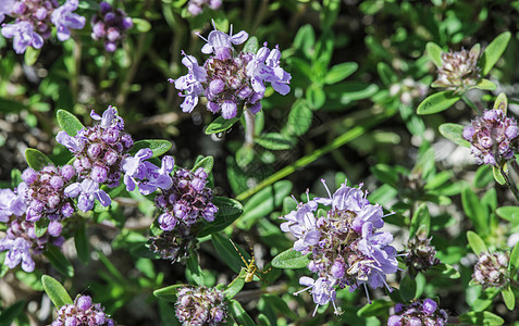 大自然中的花香植物学叶子药品宏观荒野花朵环境食物花园草本植物背景图片