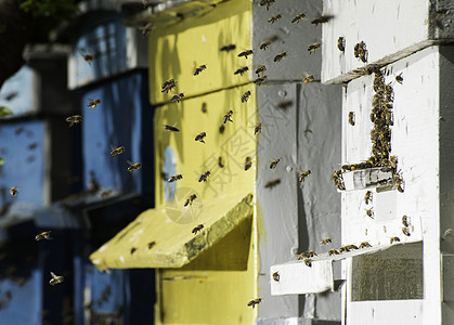 蜂群的蜂群飞向蜂巢养蜂业生态蜂窝盒子蜂房爱好绿色收成动物阳光图片
