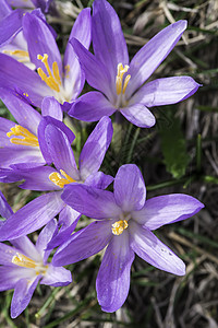 蓝coclucus蓝色紫色花园阳光植物草地季节宏观场地植物群图片