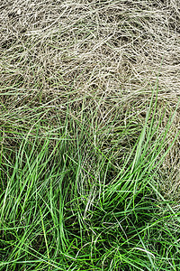 新鲜的绿草和泛黄的干草草本植物线条生态农业地面季节环境植物花园草地图片