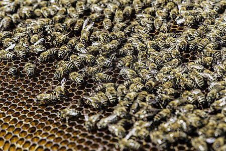 特写蜂窝梳理金子蜂蜜六边形昆虫细胞养蜂人蜂蜡卫生动物图片