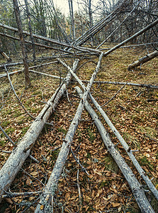 死树落下风暴木头公园森林红木损害飓风苔藓树干环境图片
