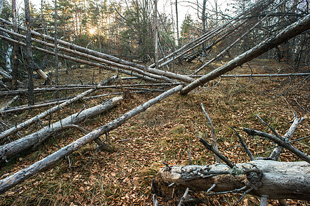 死树落下天空公园木材木头苔藓损害环境叶子荒野树干图片