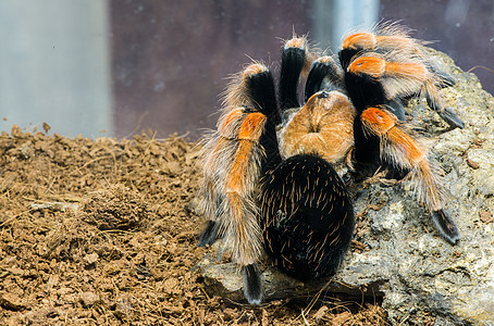 Tarantula 蜘蛛昆虫危险动物獠牙漏洞宏观森林网络热带野生动物图片