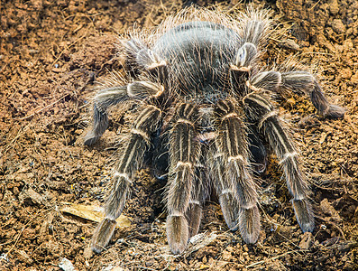 Tarantula 蜘蛛漏洞危险獠牙热带头发宏观网络膝盖捕食者动物图片