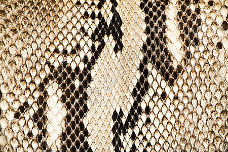 真正的 snakeski 纹理风格蛇皮纺织品荒野装饰蜥蜴爬虫皮肤动物皮革图片