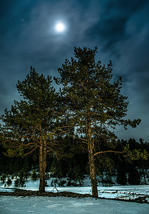 晚上在林子里的松树 月亮之夜天空池塘薄雾风景月光太阳日落季节场景荒野图片